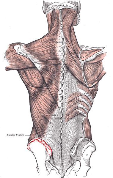 File:Iliac crest.PNG