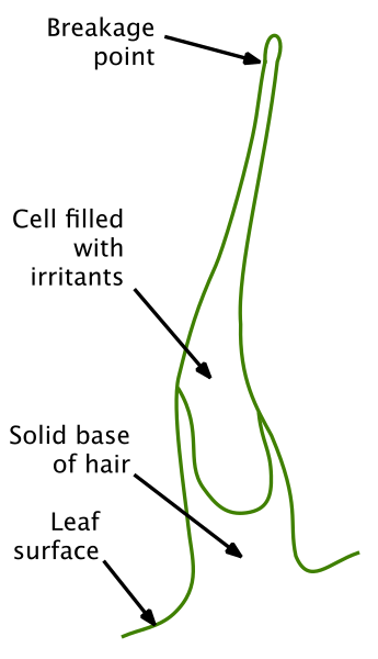 File:Urtica stinging hair.svg