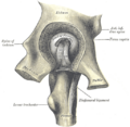 Anterior inferior iliac spine