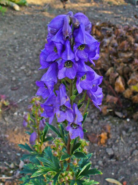 File:Aconitum carmichaelii var. wilsonii 002.JPG