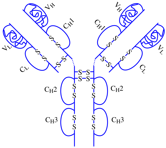 File:Adalimumab structure.svg