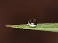 Dew on a leaf