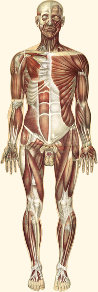 File:Bougle whole2 retouched.png