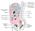 Gray's Anatomy illustration of the female pelvis