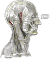 Temporal branches of the facial nerve