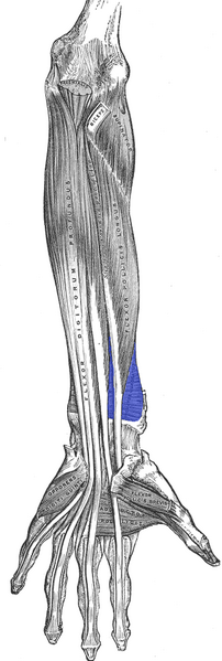 File:Pronator-quadratus.png