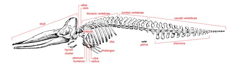 File:Sperm whale skeleton labelled.jpg