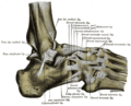 Calcaneofibular ligament