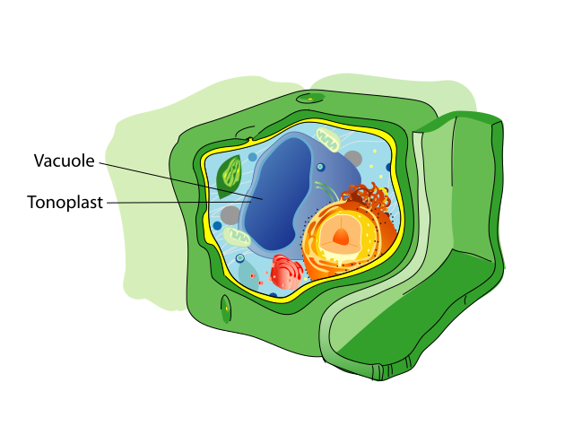 File:Plant cell structure svg vacuole.svg