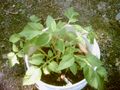 Potato leaf