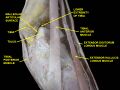 Tibialis posterior muscle
