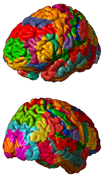 File:Brodmann areas 3D.png