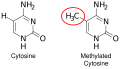 Gene expression