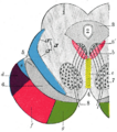 Lateral lemniscus