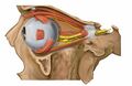 Lateral orbit nerves