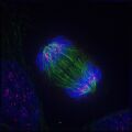 Thumbnail for version as of 01:20, 2 June 2026