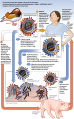 Antigenic shift illustration