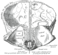Foramen cecum (frontal bone)