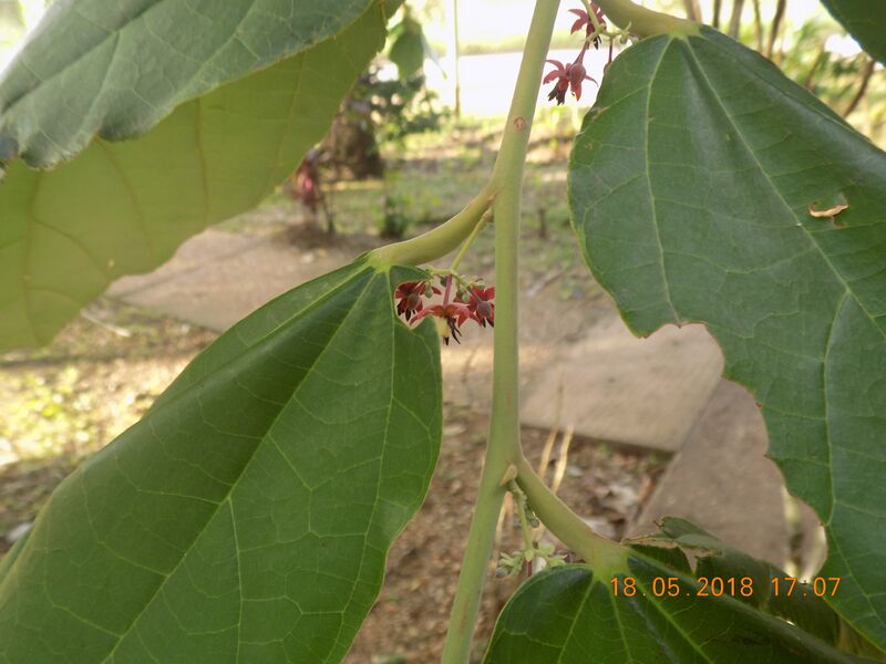 File:Inflorescencia axilar.jpg