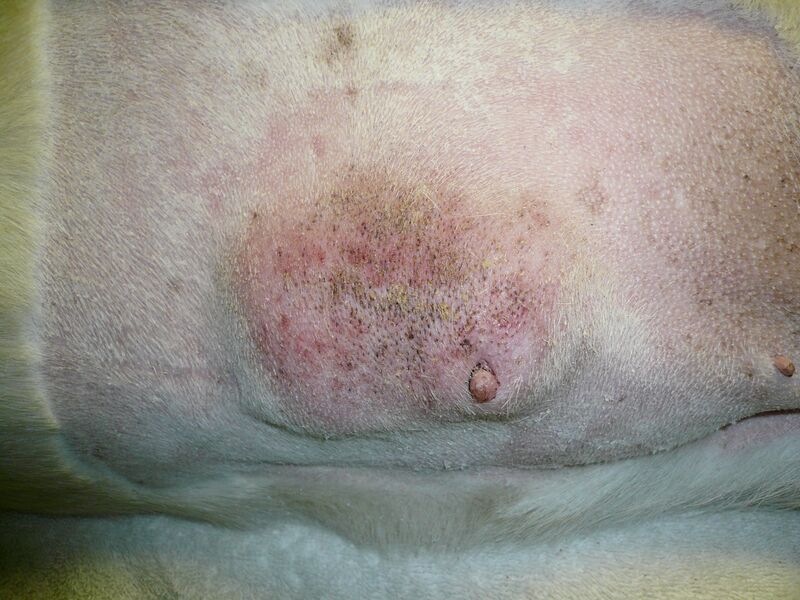 File:Mammary tumor.JPG