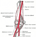 Gray's Anatomy Plate 526