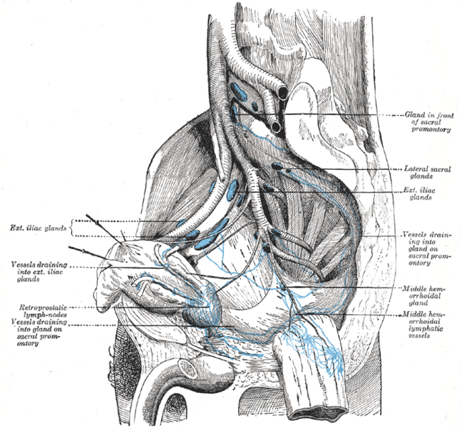 File:Gray619.png