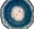 Stem histology cross-section