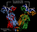 Annotated theoretical model of bound tetrameric Lac repressor