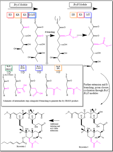 File:Bryostatin biosynthetic diagram.png