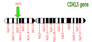 File:CDKL5.svg