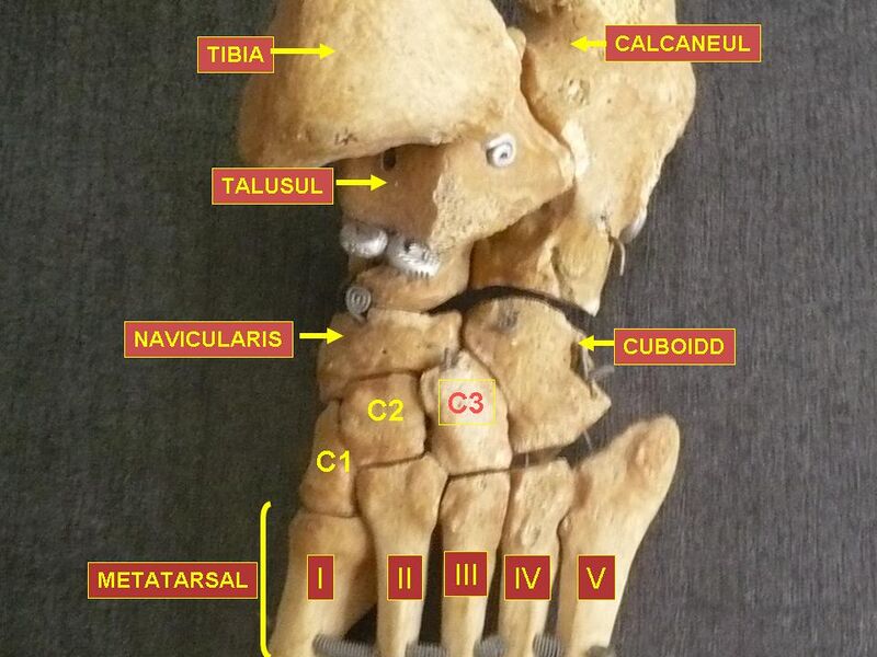 File:Foot bones - tarsus, metatarsus.jpg