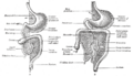 The abdominal cavity
