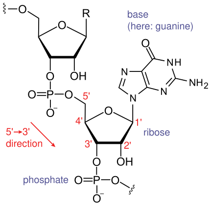 File:Ribonucleic acid chemical structure.svg