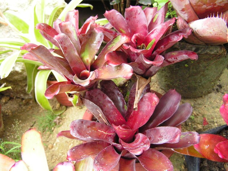 File:Bromeliad3.jpg