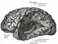 Diagram showing the anatomy of the human brain and cranial nerves (Gray's Anatomy illustration)
