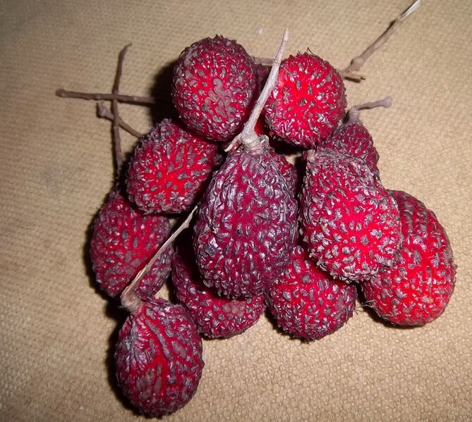 File:Hairless Rambutan.JPG