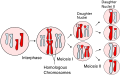 Meiosis Overview