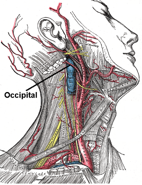 File:Occipital artery.PNG
