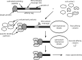 Thumbnail for version as of 22:27, 8 June 2026