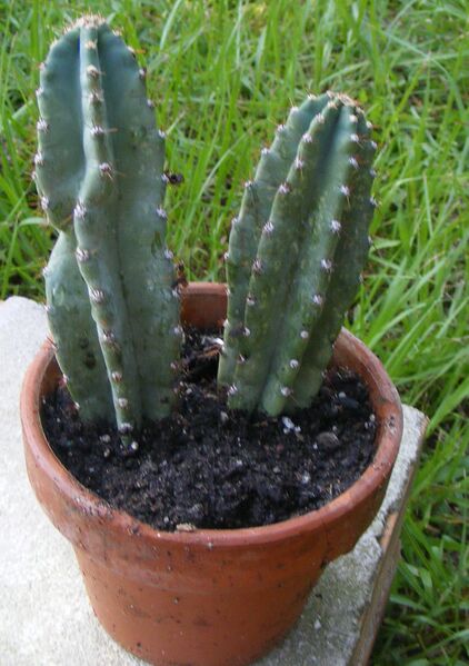 File:042cperuvianus.jpg