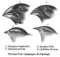 Evidence_of_common_descent