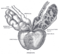 Ampulla of vas deferens