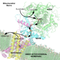 Succinate Dehydrogenase with Electron Carriers Labeled