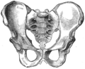 Gray's Anatomy illustration 241