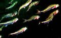 Herring feeding