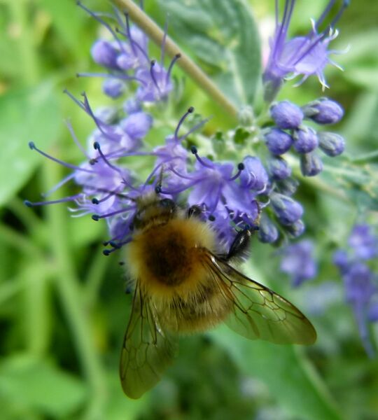 File:Abeille butinant une fleur 3.JPG