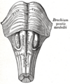 Medulla oblongata