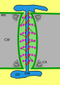 Thumbnail for version as of 14:55, 19 May 2026