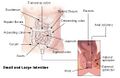 External anal sphincter