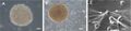 Thumbnail for version as of 09:20, 30 May 2026